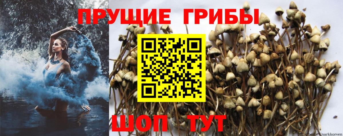 Псилоцибиновые грибы Cubensis Шали